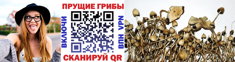Псилоцибиновые грибы MAGIC MUSHROOMS  как найти   Удачный 